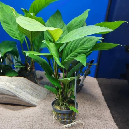 Anubias Heterophylla