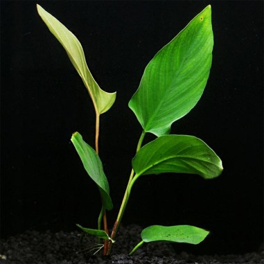 Anubias Heterophylla