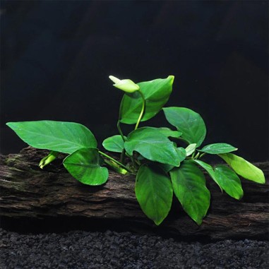 Anubias Nana