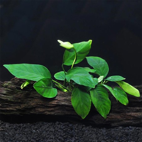 Anubias Nana
