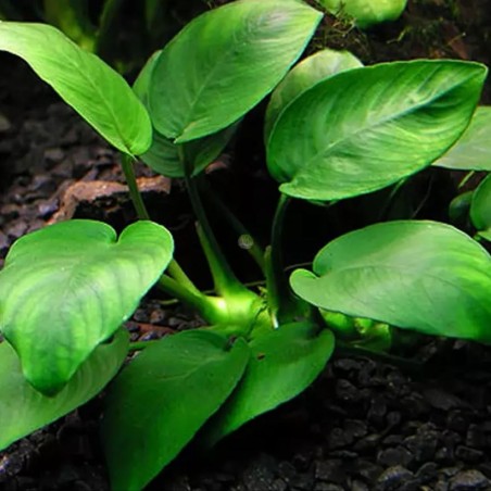 Anubias Nana