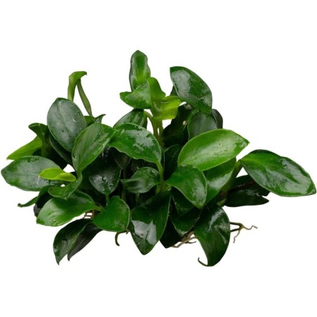 Anubias Nana Bonsai