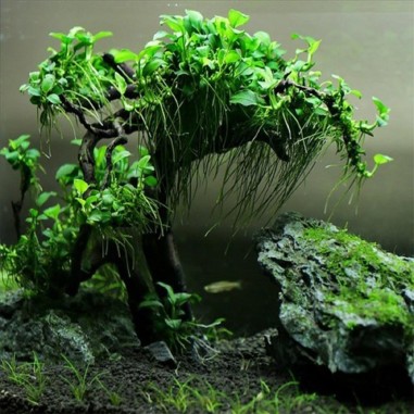 Anubias Nana Bonsai