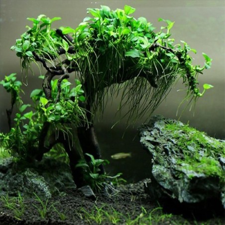 Anubias Nana Bonsai