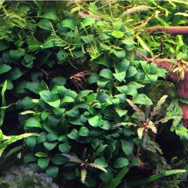 Anubias Nana Bonsai