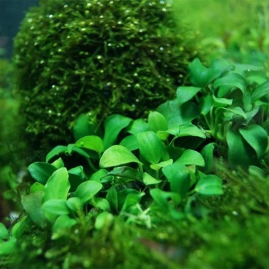 Anubias Nana Bonsai