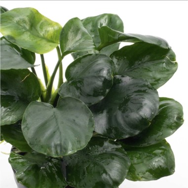Anubias Nana Coin ("Round Leaf")