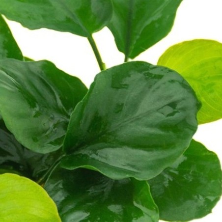 Anubias Nana Coin ("Round Leaf")