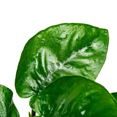 Anubias Nana Coin ("Round Leaf")