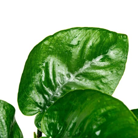 Anubias Nana Coin ("Round Leaf")