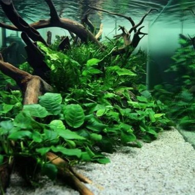 Anubias Nana Coin ("Round Leaf")