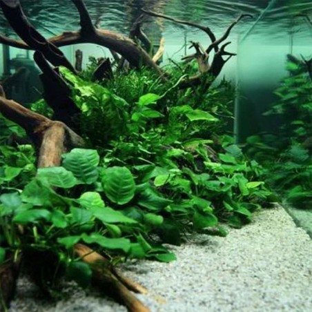 Anubias Nana Coin ("Round Leaf")
