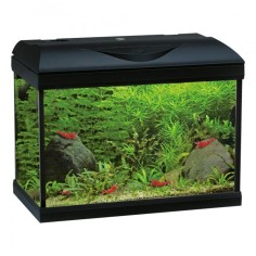 Amtra Basic LED 60 Nero - Acquario con filtro e...