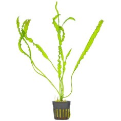 Aponogeton Crispus
