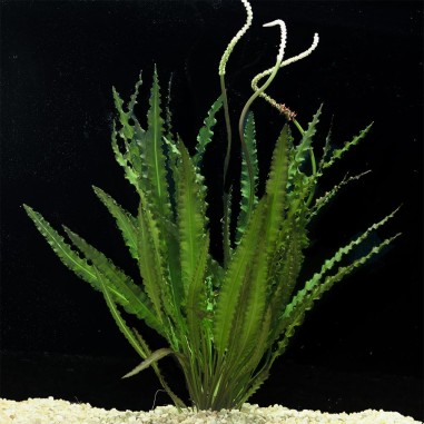 Aponogeton Crispus