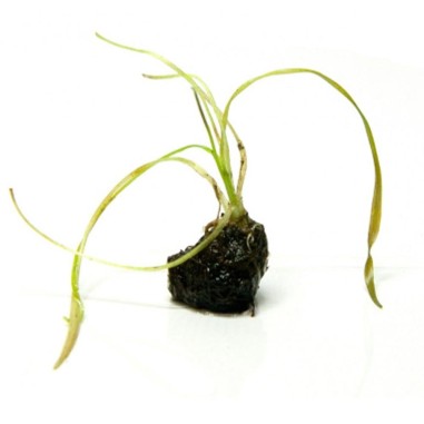 Aponogeton Crispus