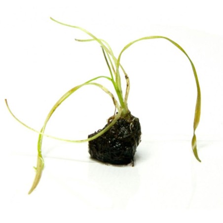 Aponogeton Crispus
