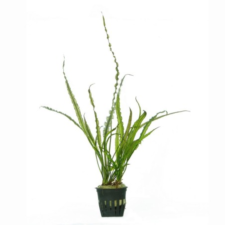 Aponogeton Crispus