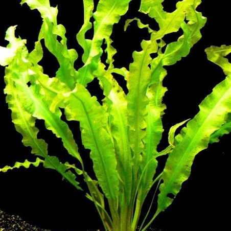 Aponogeton Crispus