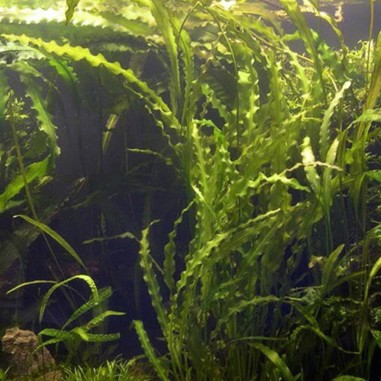 Aponogeton Crispus