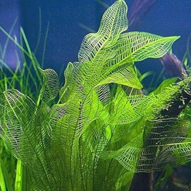 Aponogeton Fenestralis (Madagascariensis)