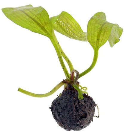 Aponogeton Fenestralis (Madagascariensis)