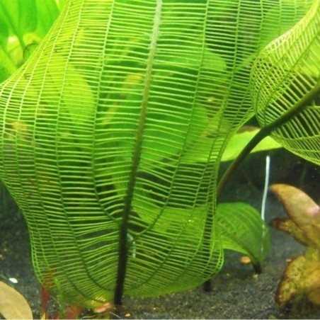 Aponogeton Fenestralis (Madagascariensis)