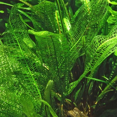 Aponogeton Fenestralis (Madagascariensis)