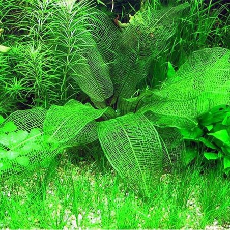 Aponogeton Fenestralis (Madagascariensis)