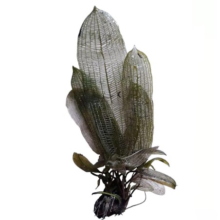 Aponogeton Fenestralis (Madagascariensis)