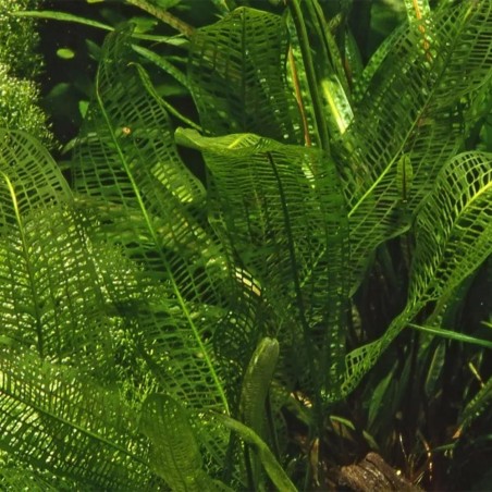Aponogeton Henkelianus