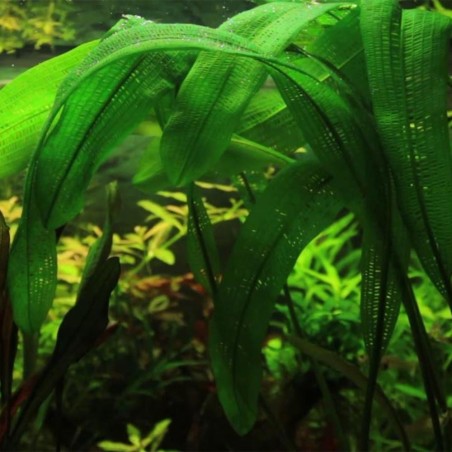 Aponogeton Henkelianus