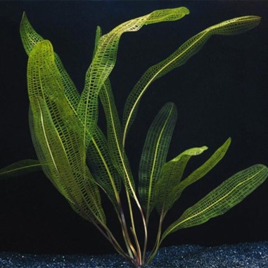 Aponogeton Henkelianus