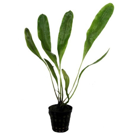 Aponogeton Henkelianus