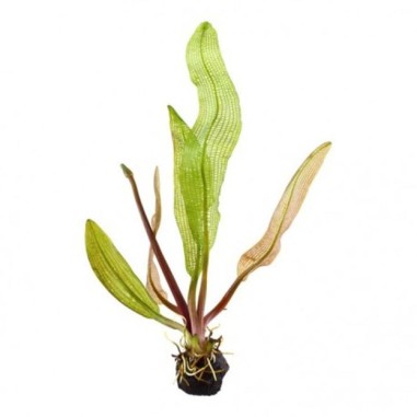 Aponogeton Henkelianus