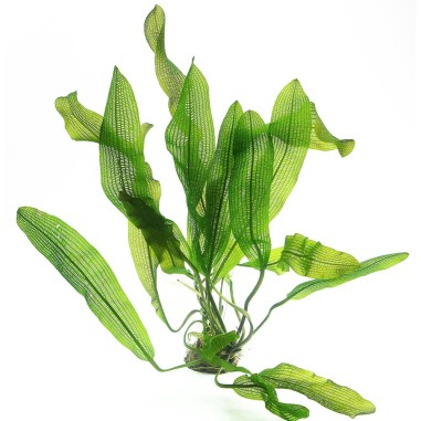 Aponogeton Henkelianus
