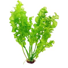 Aponogeton Ulvaceus