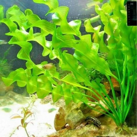 Aponogeton Ulvaceus