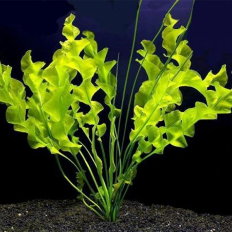 Aponogeton Ulvaceus