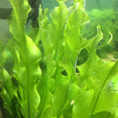 Aponogeton Ulvaceus