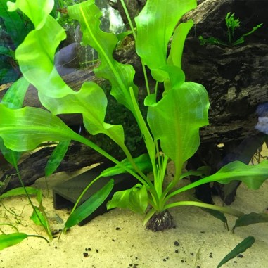 Aponogeton Ulvaceus