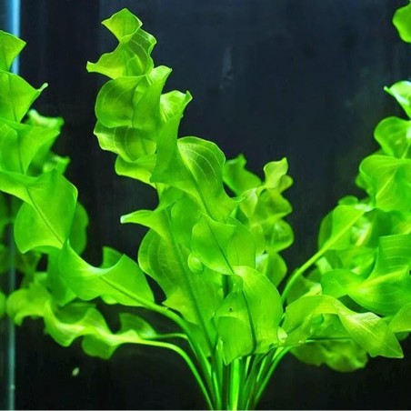 Aponogeton Ulvaceus