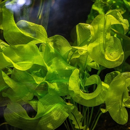 Aponogeton Ulvaceus