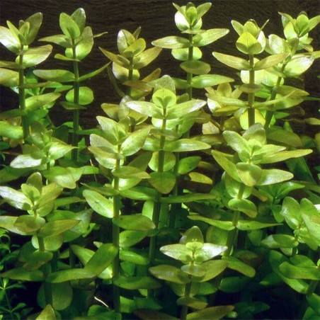 Bacopa Amplexicaulis