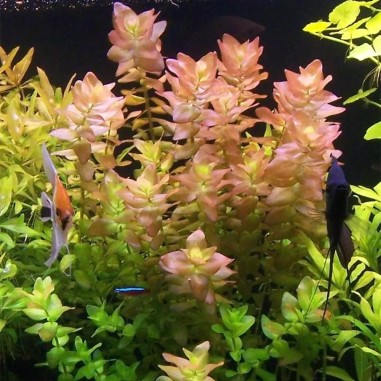 Bacopa Amplexicaulis