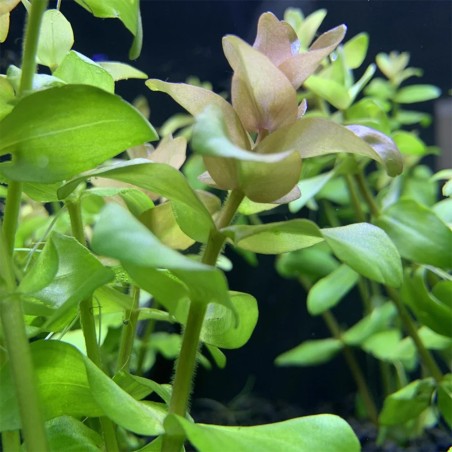 Bacopa Amplexicaulis