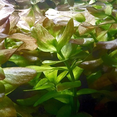 Bacopa Amplexicaulis