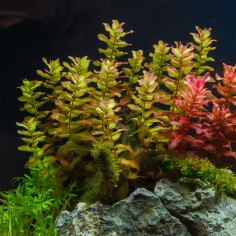 Bacopa Caroliniana 2