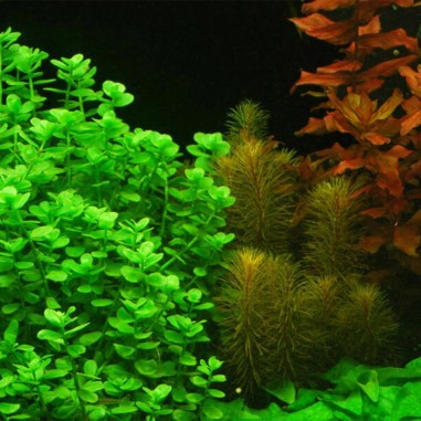 Bacopa Caroliniana