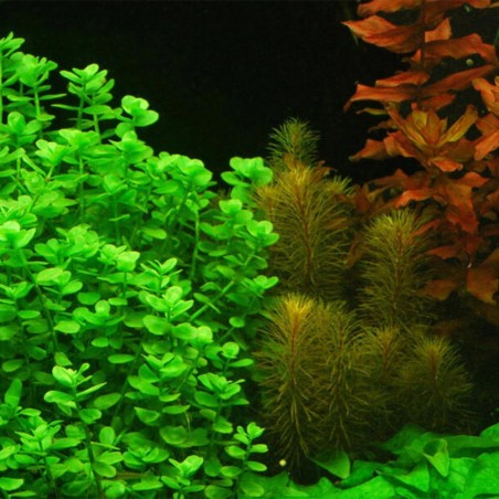 Bacopa Caroliniana